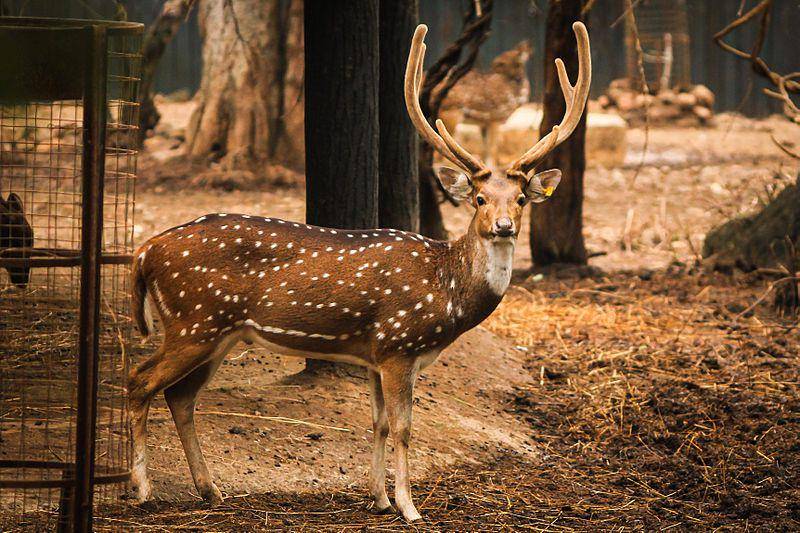 Chitra deer (commons.wikimedia.org/Vijay Sonar)