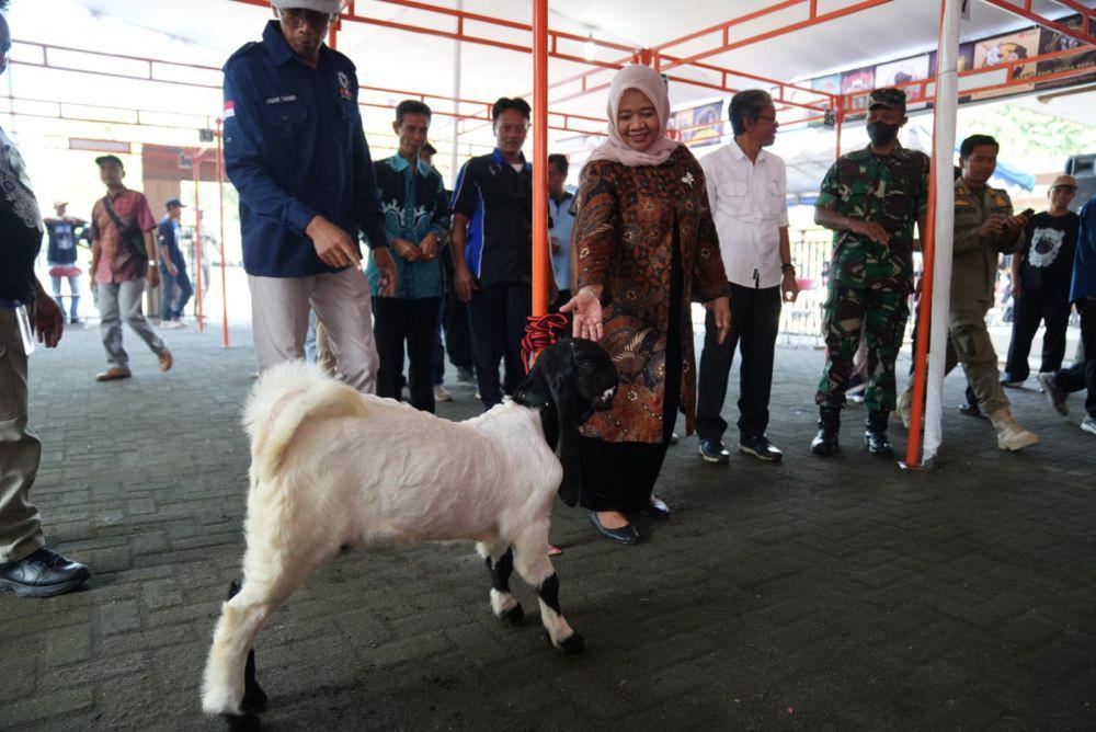 300 Peserta Se-Jawa Ikut Kontes Kambing PE Ras Kaligesing di Sleman