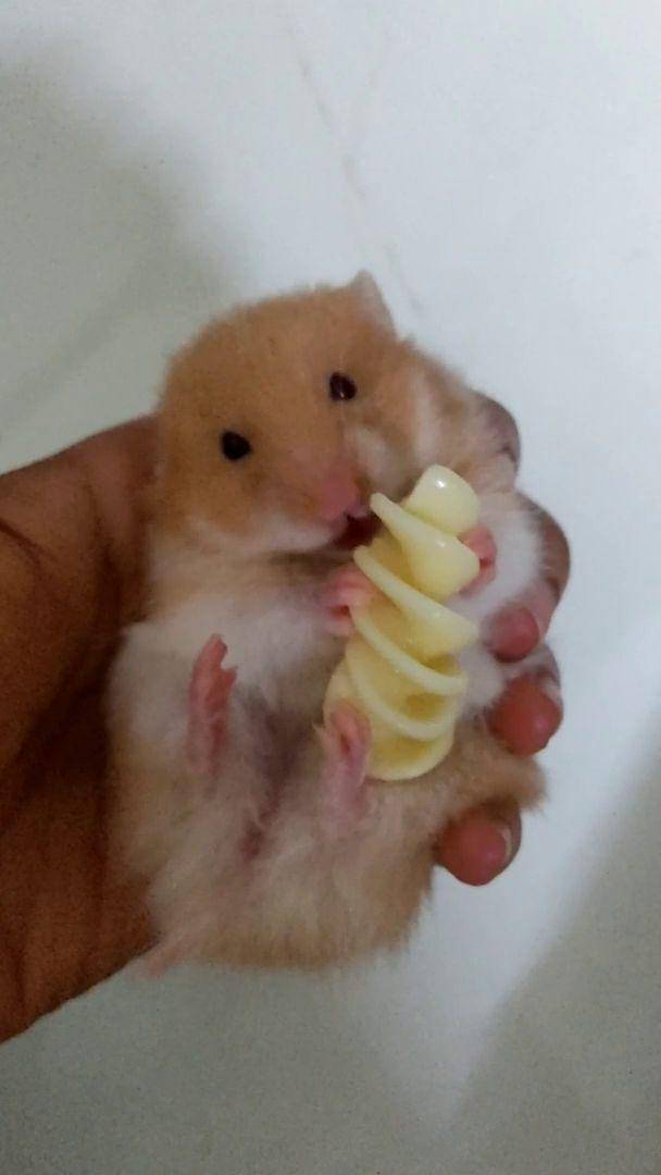 potret gemas hamster makan pasta (reddit.com/user/Tiny-Zombie630)