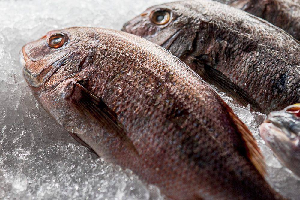 ilustrasi ikan beku (pixabay.com/Nicholas_Demetriades)