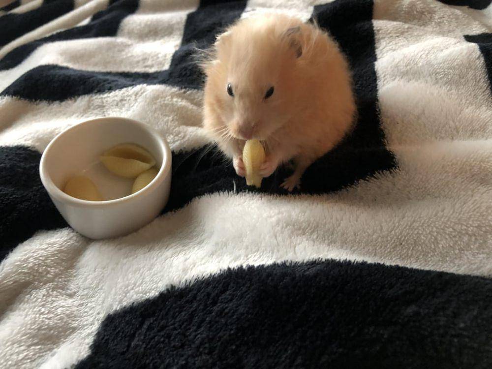 potret gemas hamster makan pasta (reddit.com/user/CharlieBarnesMusic)