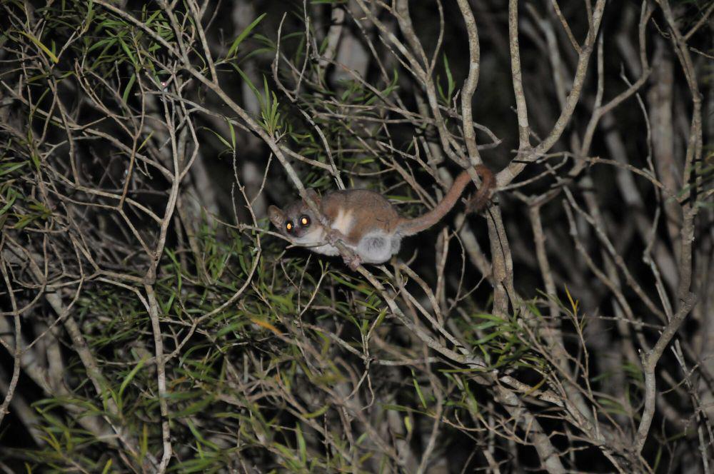6 Fakta White-footed Sportive Lemur, 10 Persen Energi untuk Menjelajah
