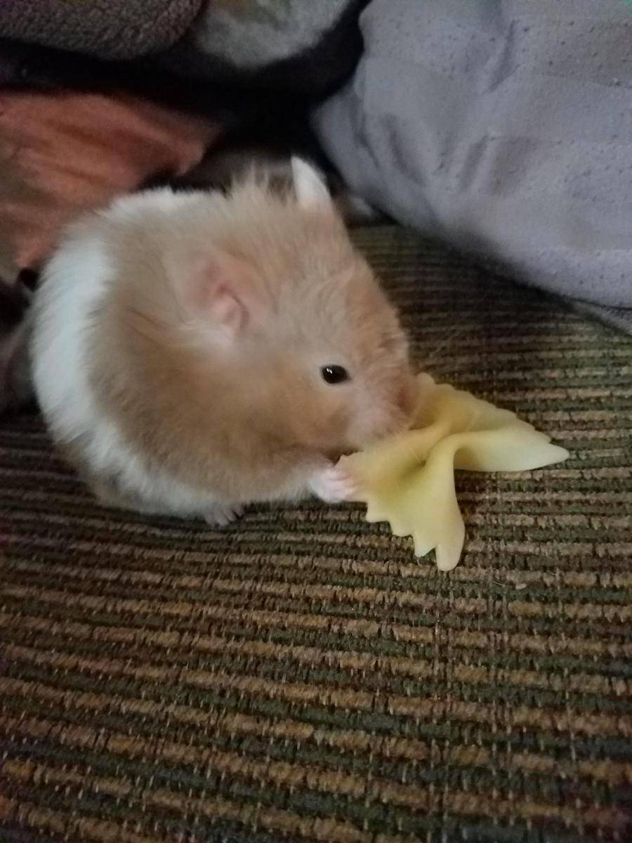 potret gemas hamster makan pasta (reddit.com/user/upintothestarsxx)