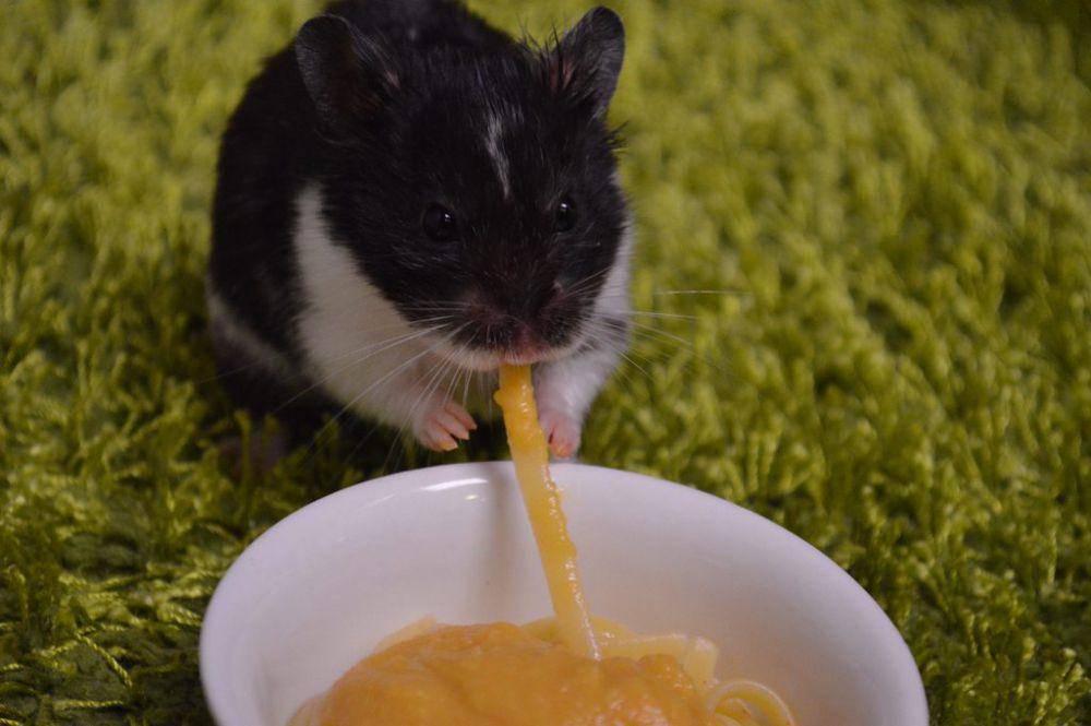 potret gemas hamster makan pasta (reddit.com/user/DanniDorrito)