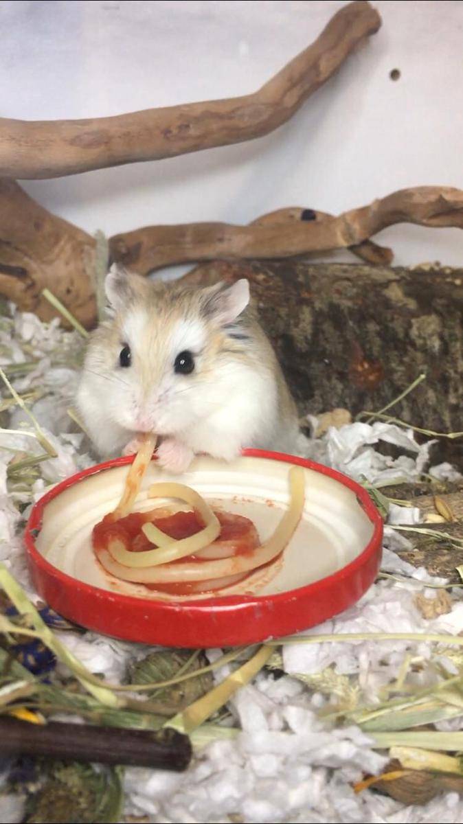 potret gemas hamster makan pasta (reddit.com/user/baby-pink12)