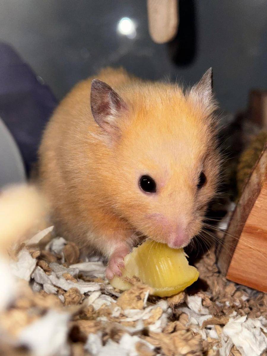 potret gemas hamster makan pasta (reddit.com/user/Jumbo-Rat)