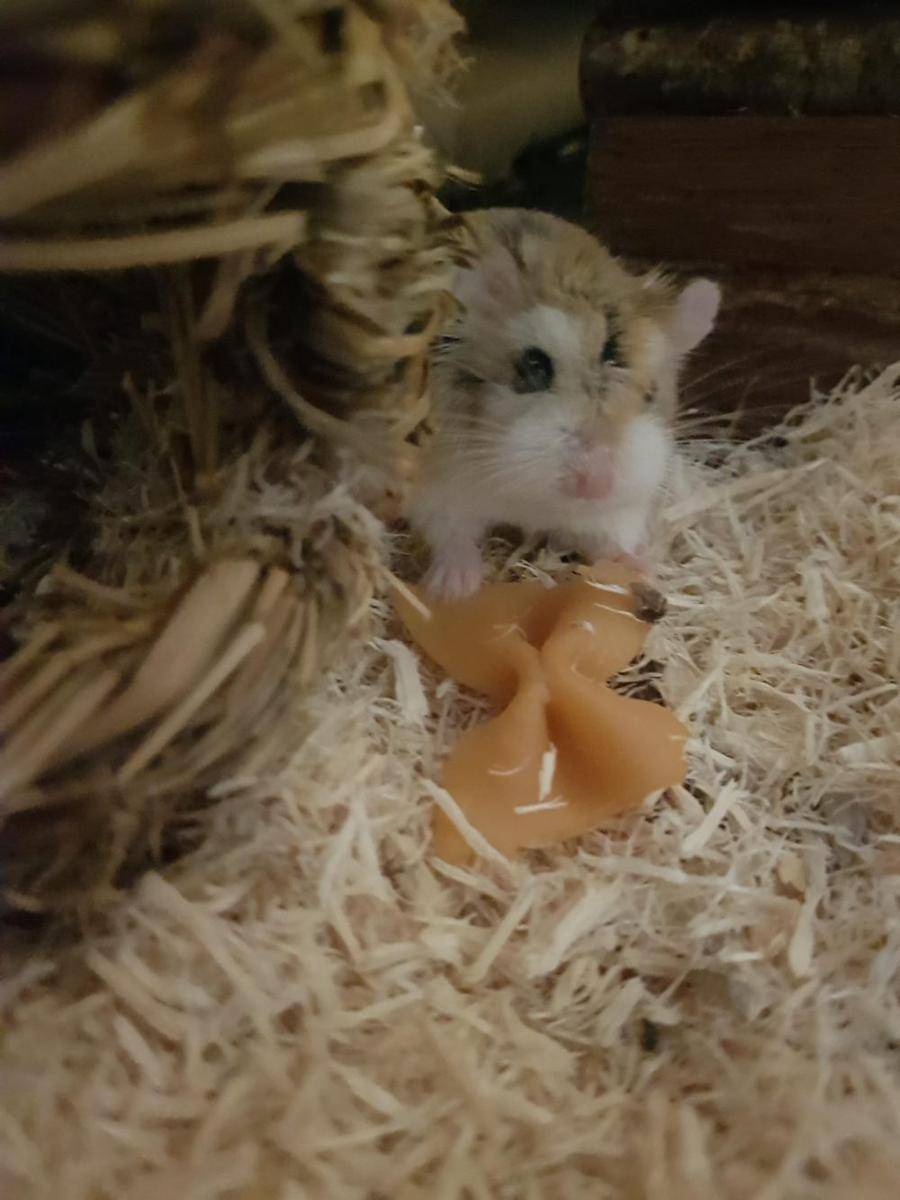 potret gemas hamster makan pasta (reddit.com/user/Tiara_Lesk)