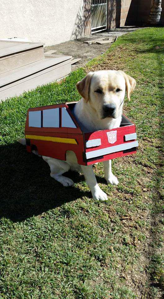 potret anjing bermain kardus (reddit.com/user/InFlames87)