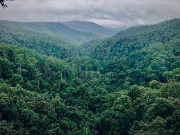 Gubernur Sumbar Ajukan Pengakuan Status Hutan Adat di Pasaman Barat