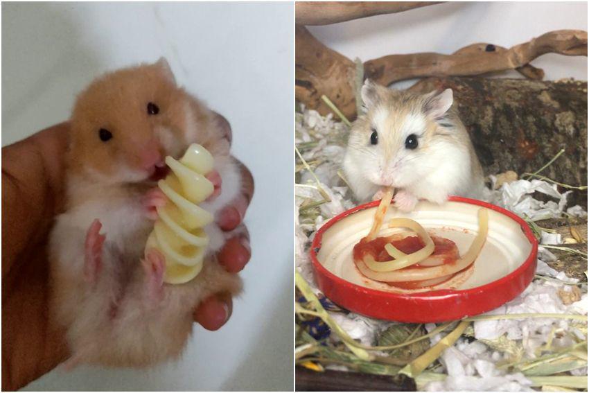 8 Potret Gemas Hamster Makan Pasta, Lapar atau Doyan?