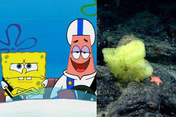 SpongeBob dan Patrick di kartun vs. dunia nyata (dok. Nickelodeon/SpongeBob SquarePants | NOAA Ocean Exploration/Christopher Mah)