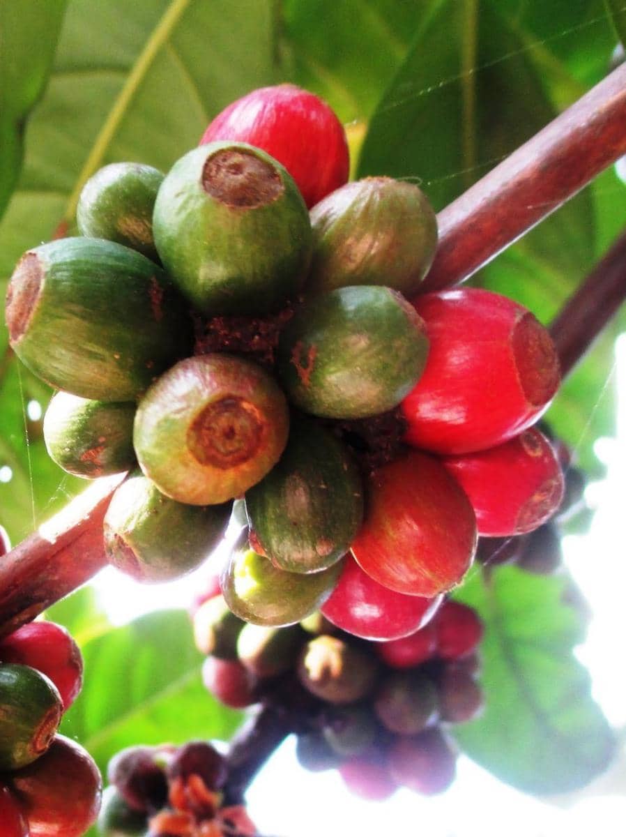 Biji kopi (blogspot.com)