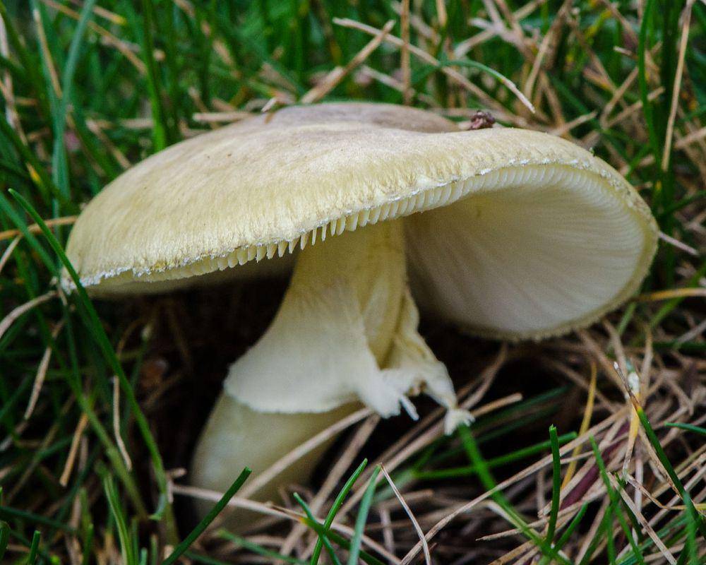 death cap (commons.wikimedia.org/Daniel Neal)