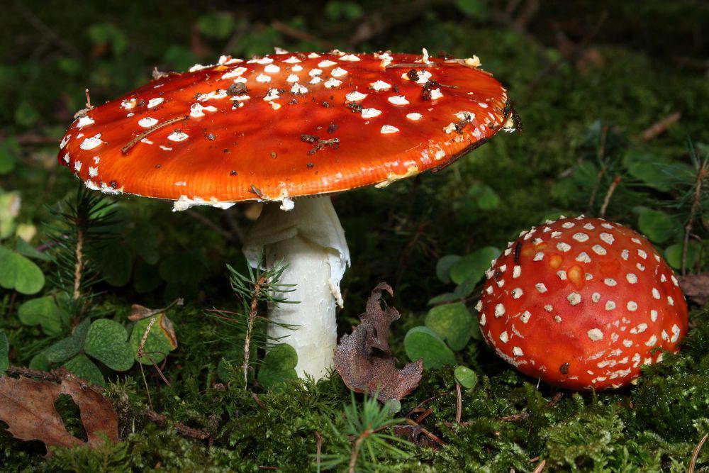 5 Jamur Paling Beracun di Dunia, Cantik Tapi Mengancam Nyawa
