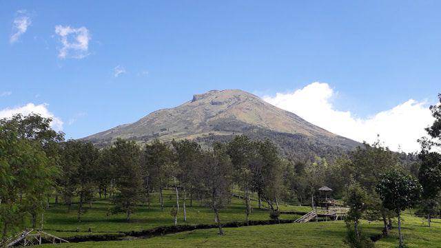 Kebun teh Tambi view Gunung Sindoro (Unsplash.com/Ake Widyastomo)