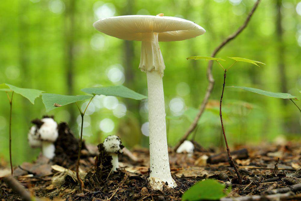 destroying angels (Amanita virosa) (commons.wikimedia.org/Cephas)