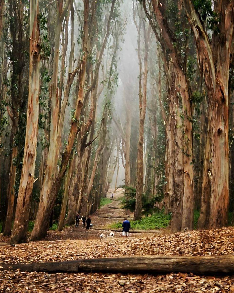 Andy Goldsworthy’s Wood Line, San Fransisco-Amerika Serikat (instagram.com/markcamillin)