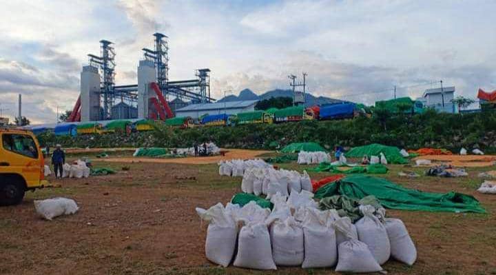 Harga Jagung di Bima Akhirnya Naik Jadi Rp5 Ribu per Kilogram