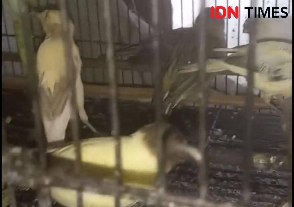 Petugas temukan ratusan burung di rumah tempat penyimpanan burung tersebut. (IDN Times/istimewa).