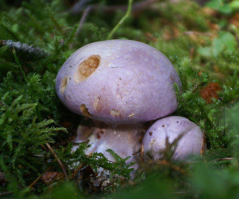 Cortinarius traganus, salah satu spesies Cortinarius sp (commons.wikimedia.org/böhringer friedrich)