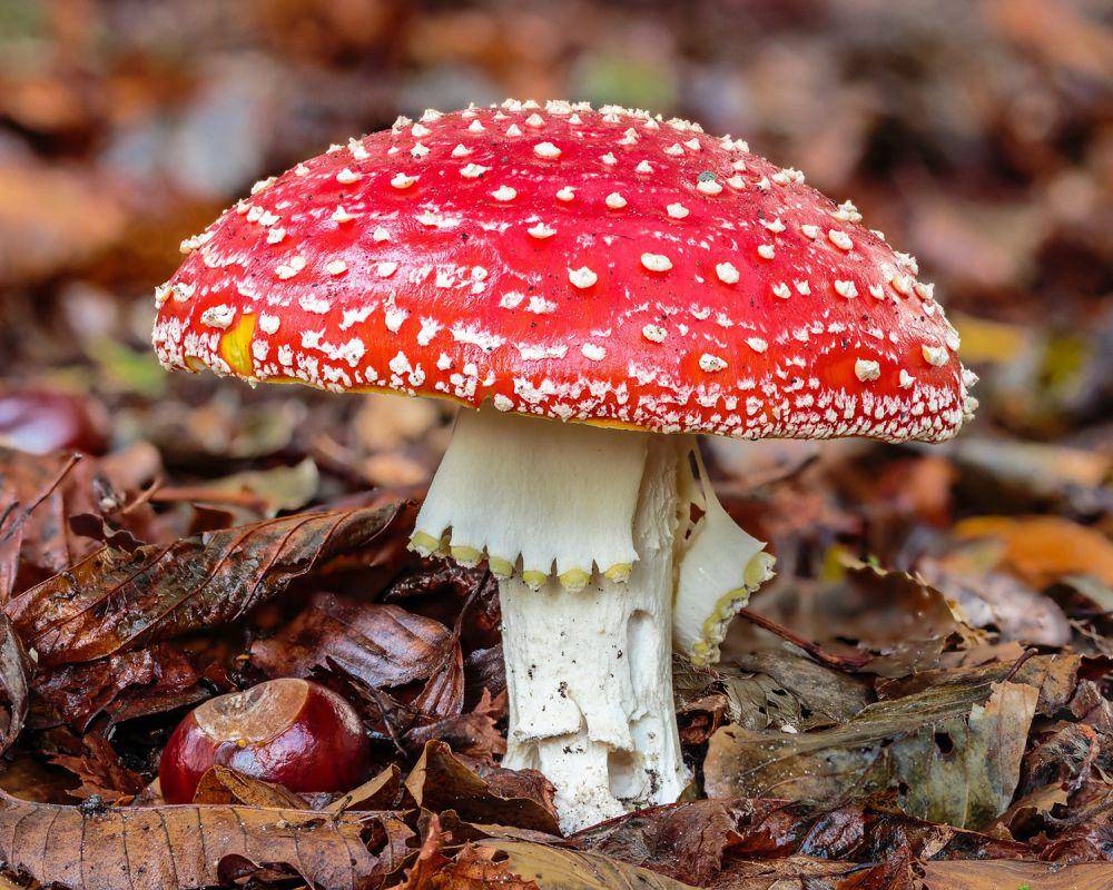 fly agaric (commons.wikimedia.org/Dominicus Johannes Bergsma)