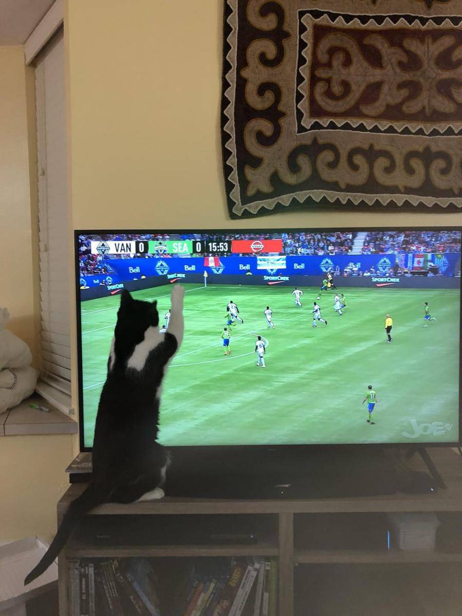 foto kucing nonton pertandingan sepak bola (reddit.com/user/ComeAlong_Pond7)