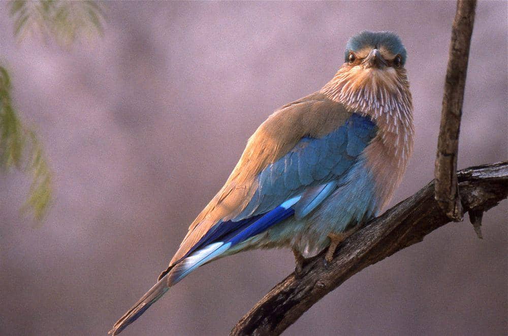 Roller India (commons.wikimedia.org/Bernard DUPONT)