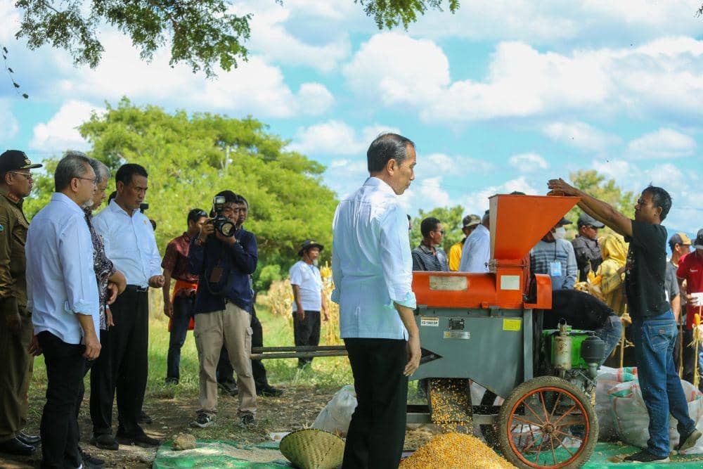 Panen jagung di Kabupaten Sumbawa, Kamis (2/5/2024). (dok. Istimewa)
