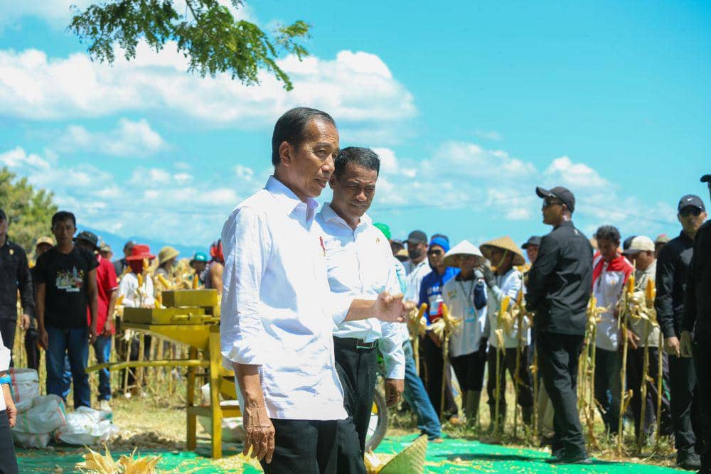 Presiden Jokowi saat panen raya jagung di Kabupaten Sumbawa, Kamis (2/5/2024). (dok. Istimewa)