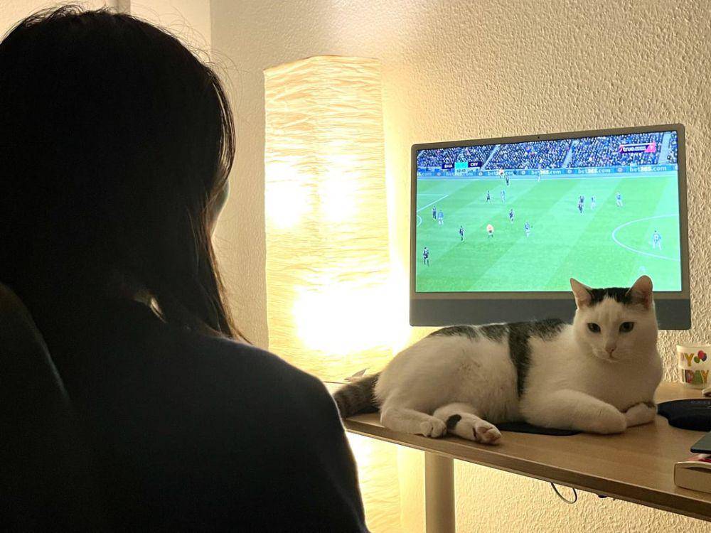 foto kucing nonton pertandingan sepak bola (reddit.com/user/SnooLobsters1457)