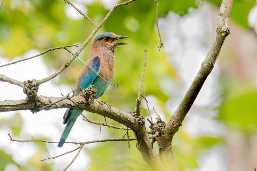 Roller India (commons.wikimedia.org/Creepanta)