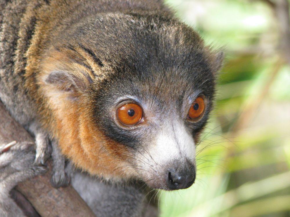 6 Fakta Mongoose Lemur, Tukang Kebun dan Penyerbuk di Habitatnya