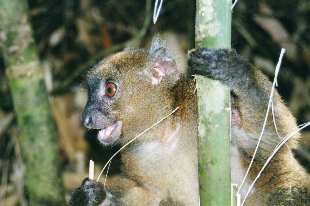 6 Fakta Unik Lemur Bambu Besar, Punya Cara untuk Detoksifikasi Racun