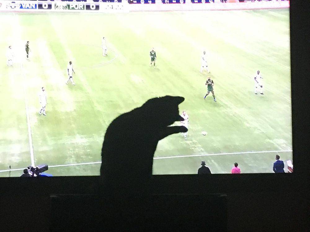 foto kucing nonton pertandingan sepak bola (reddit.com/user/AtotheZed)