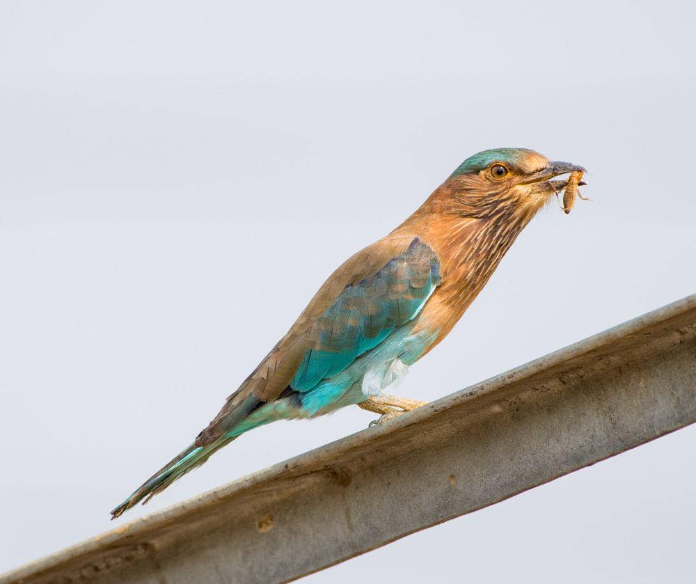 Roller India (commons.wikimedia.org/CHINMOY79)