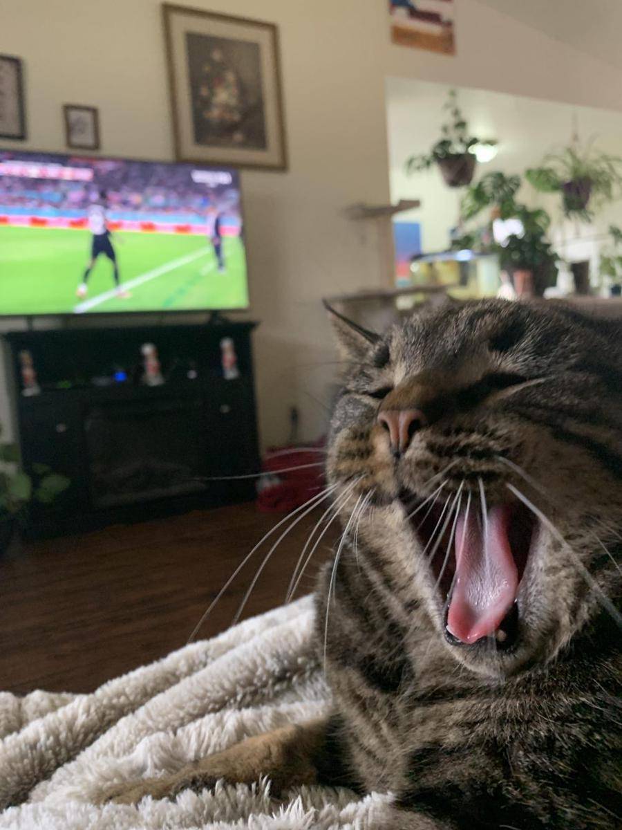 foto kucing nonton pertandingan sepak bola (reddit.com/user/Hammerhand231)