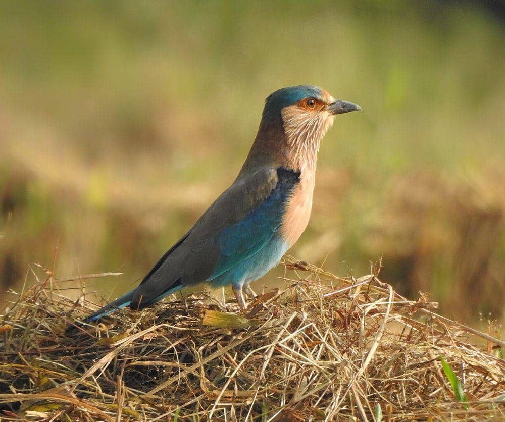 Roller India (commons.wikimedia.org/Afsarnayakkan)