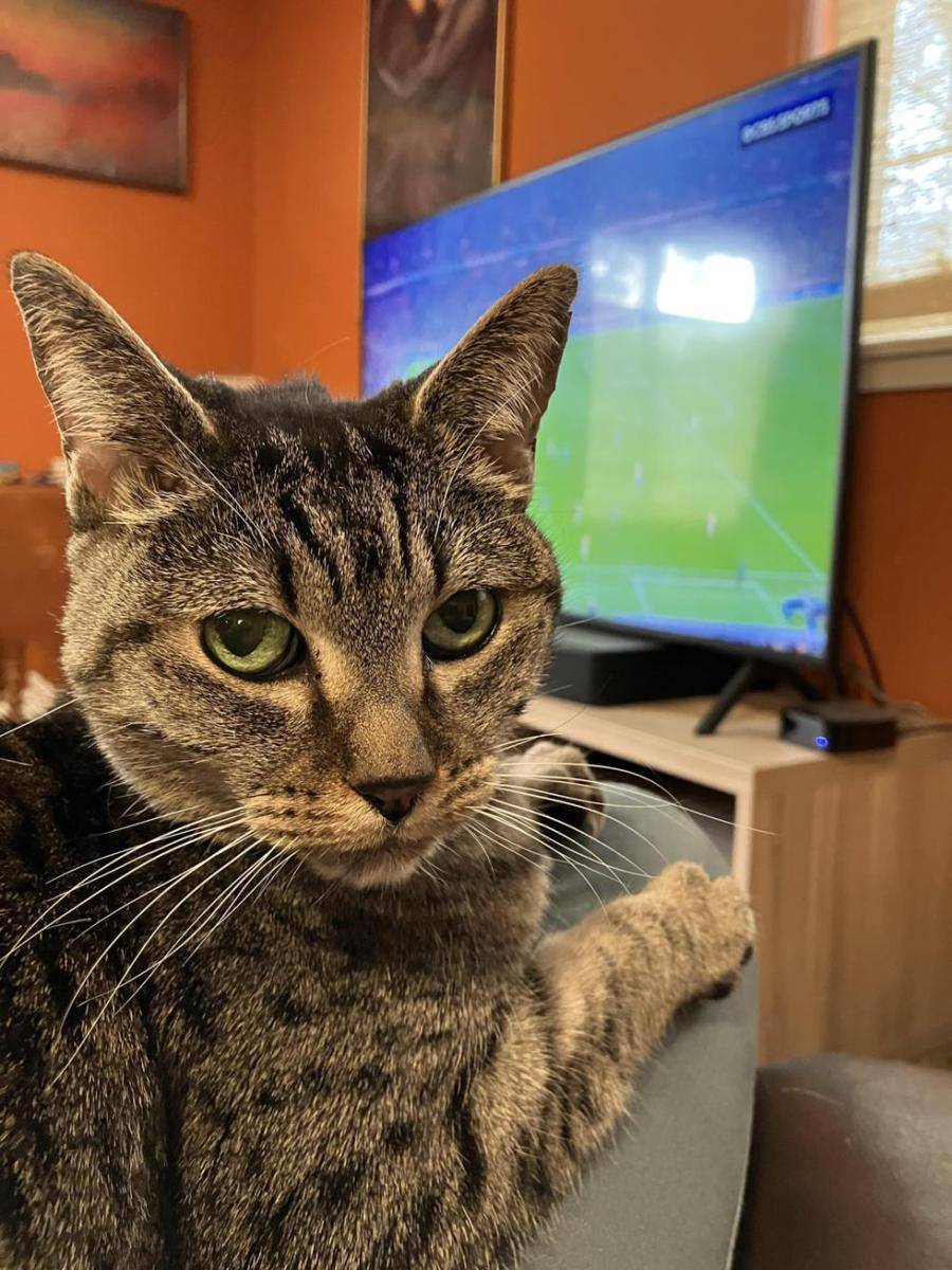 foto kucing nonton pertandingan sepak bola (reddit.com/user/ComeAlong_Pond7)