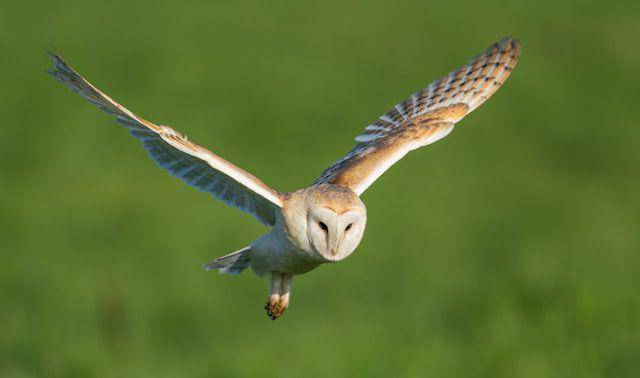 gambar barn owl (unsplash.com/Bob Brewer)