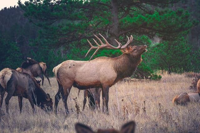 gambar elk (unsplash.com/Byron Johnson)