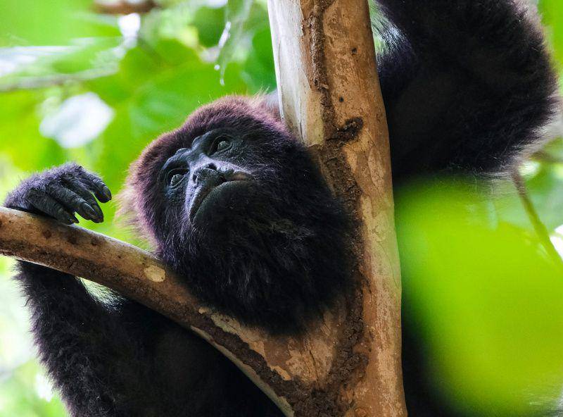 gambar monyet howler (unsplash.com/Dimitry B)