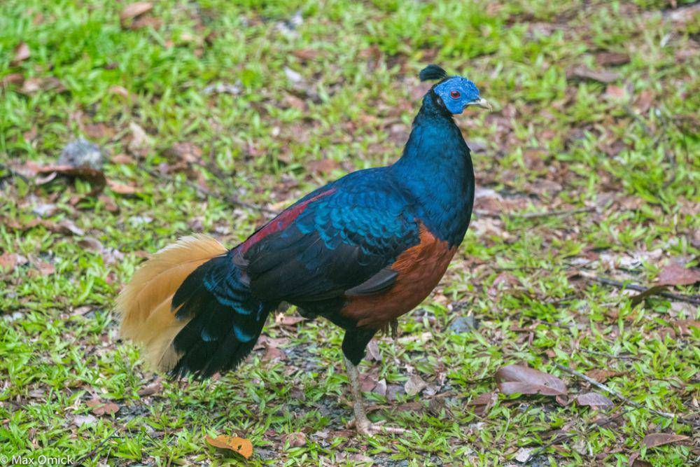 ilustrasi Lophura ignita (inaturalist.org/m_omick)