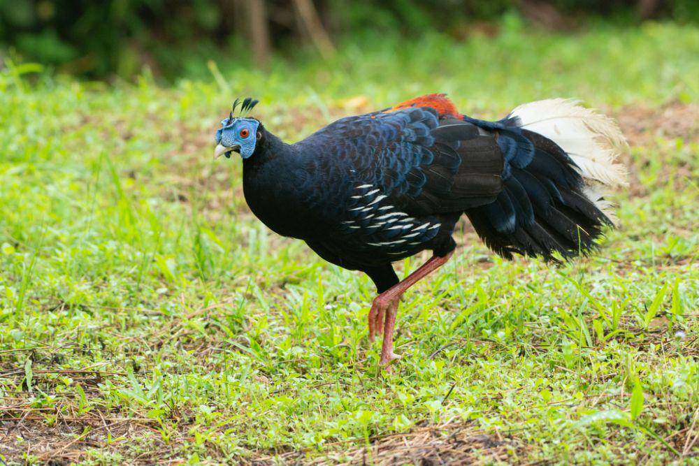 ilustrasi Lophura rufa (inaturalist.org/vatcharavee)