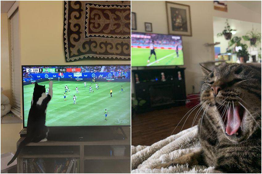 kolase foto kucing nonton pertandingan sepak bola (reddit.com/user/ComeAlong_Pond7 | reddit.com/user/Hammerhand231)