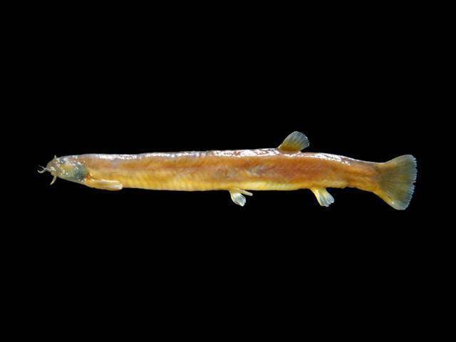 ilustrasi Pangio oblonga (inaturalist.org/Sahat Ratmuangkhwang)