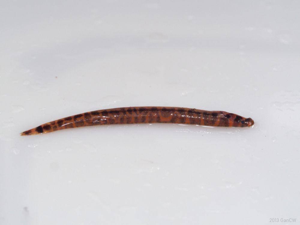 ilustrasi Pangio shelfordii (inaturalist.org/gancw1)