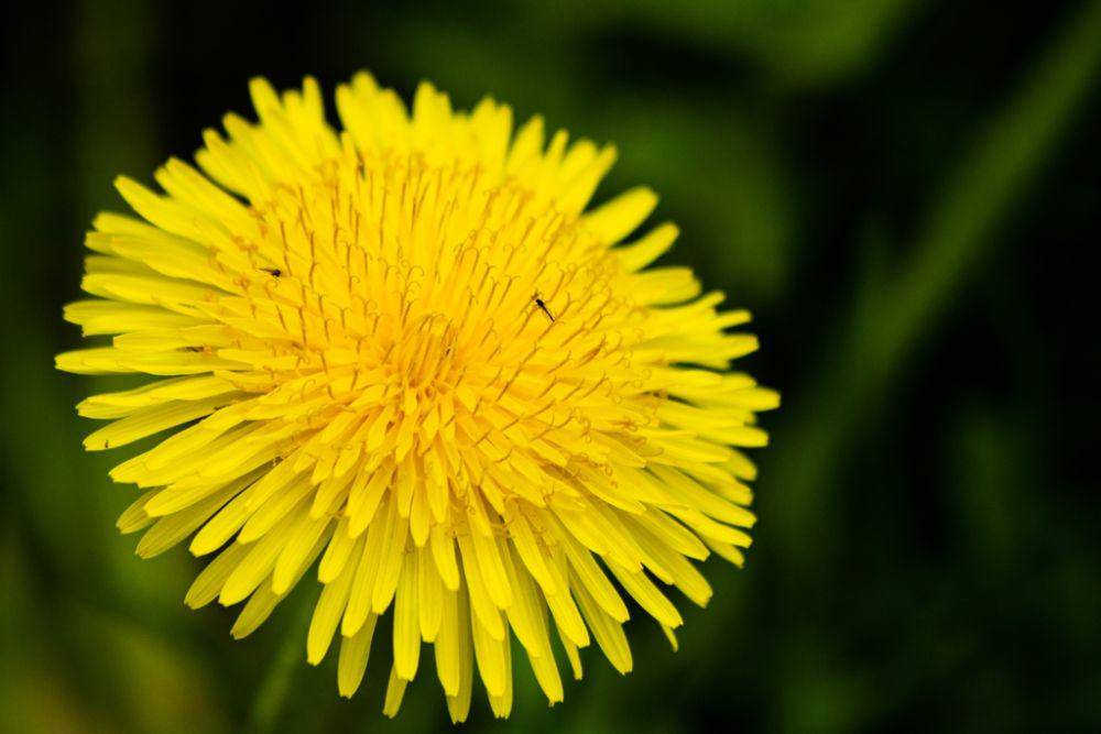5 Spesies Tanaman Dandelion, Keberadaanya Sering Dianggap Gulma