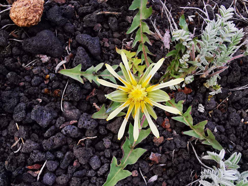 ilustrasi Taraxacum albescens (inaturalist.org/borisbolshakov)