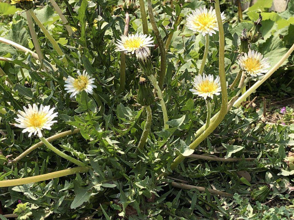 ilustrasi Taraxacum albidum (inaturalist.org/yukikomuta)