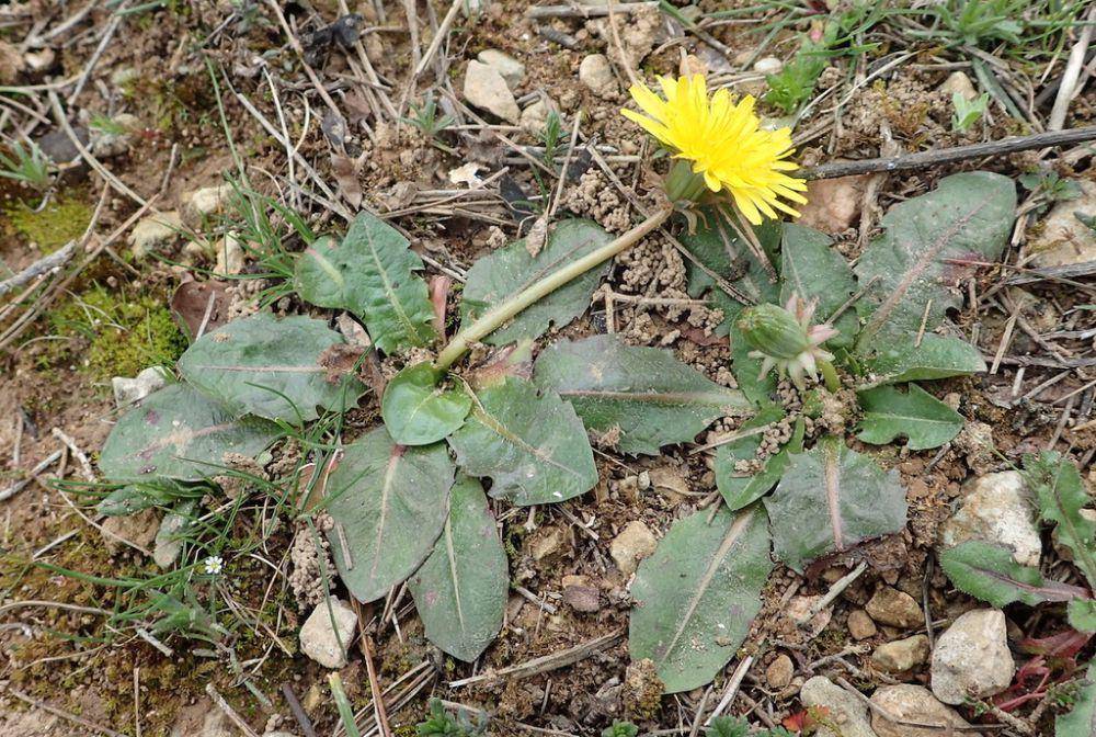 ilustrasi Taraxacum obovatum (inaturalist.org/john-walsh)